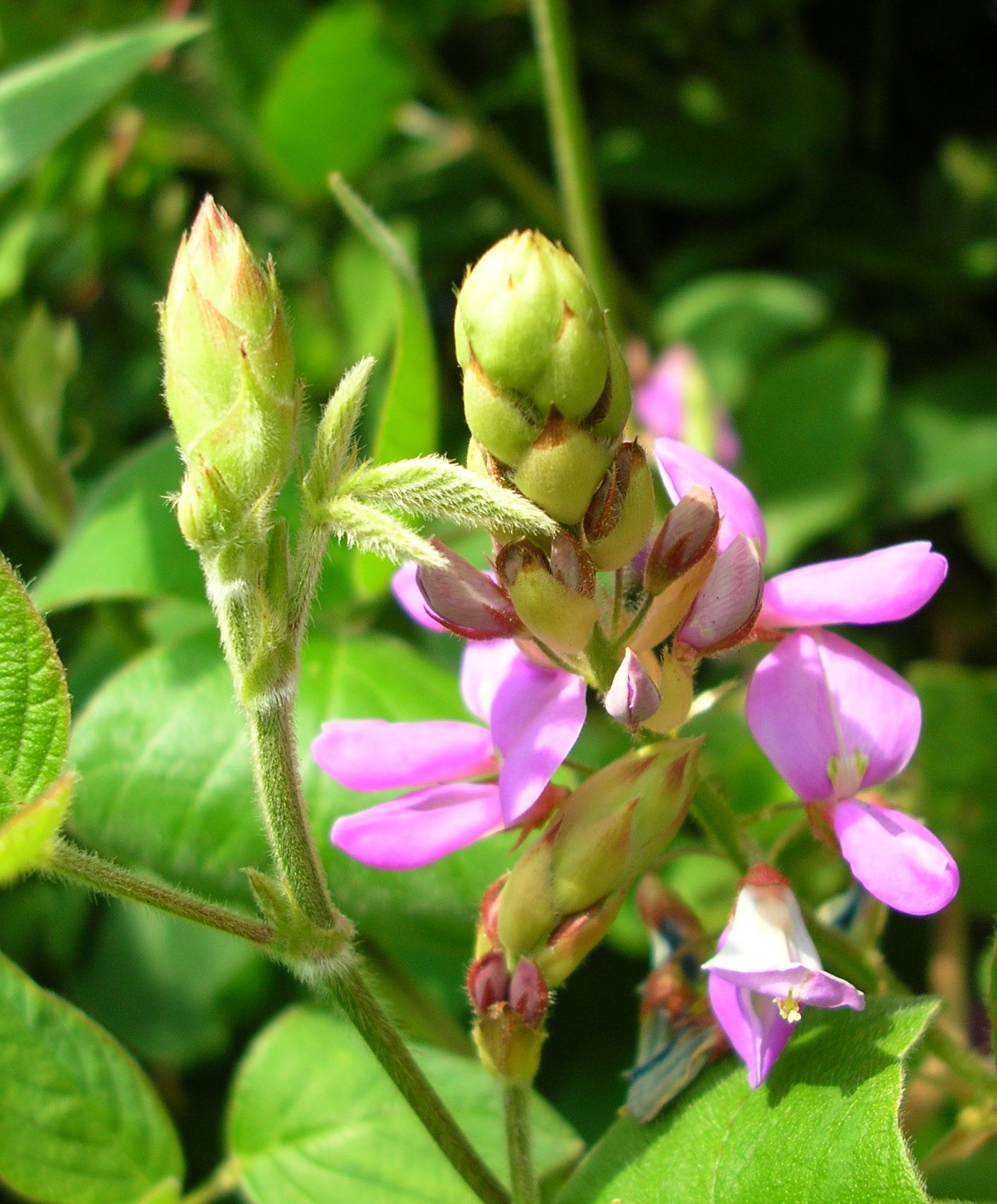 Desmodium, protector natural | ALGÈMICA.